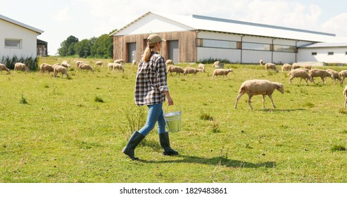 Back view on female farmer strolling with bin at pasture to feed sheep. Young woman shepherd in hat with or water for cattle.