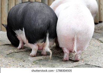Back view on small different colored pigs with curly tails eating from the trough