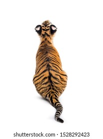 Back View On A Two Months Old Tiger Cub Sitting Against White Background