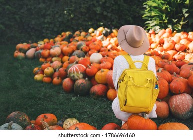 Back view on woman with backpack is picking pumpkins at pumpkin patch at farm market. Thanksgiving holiday season and Halloween. Autumn background with person