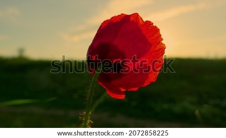 Similar – Image, Stock Photo poppy blossom Environment