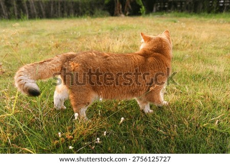 Back view of an orange cat standing close up photo on sward background