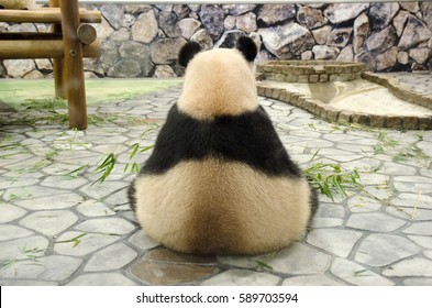 Back View Of Panda