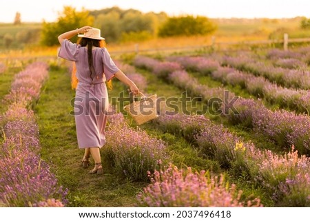 Back view portrait of stylish brunette female in a straw hat walking outdoors at the lavender field. Brunette woman with picnic basket meeting sunset, enjoying fresh air, beautiful nature concept