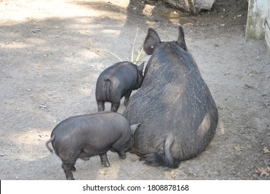 Back View Of Pot Bellied Pig And Piglets Black Big