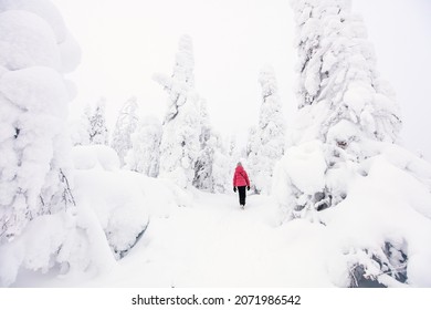 Back view of pre-teen girl walking in winter forest among snow covered trees in Lapland Finland