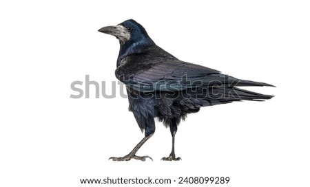 Back view of a Rook bird looking at the camera, Corvus frugilegus, 3 years old, isolated on white. Remastered version