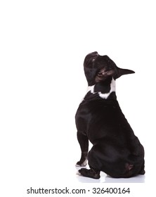 back view of a seated little french bulldog puppy looking up to something isolated on white background