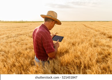 Back view of senior farmer standing in a wheat field with a tablet and examining crop. - Powered by Shutterstock