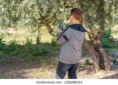 Back view of senior woman taking picture of olive tree. A mature female farmer is using a smart phone to control information on the crops while stunding in the olive tree farm field. Smart farming. - Powered by Shutterstock