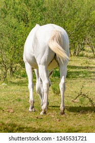 Back view shot of white horses eating grass at uruguayan rural environment