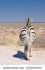 Back view of single Burchell's zebra (Equus quagga burchellii) in Etosha National Park, Namibia, Africa