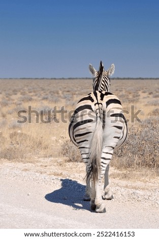 Back view of single Burchell's zebra (Equus quagga burchellii) in Etosha National Park, Namibia, Africa