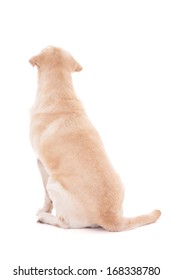 Back View Of Sitting Dog Isolated On White Background