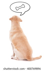 Back View Of Sitting Dog Thinking About Food Isolated On White Background