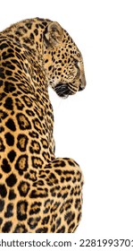 Back view of a spotted leopard looking to the side, isolated on white 