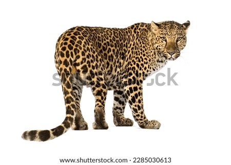 Back view of a Spotted leopard Panthera pardus looking at the camera, isolated on white