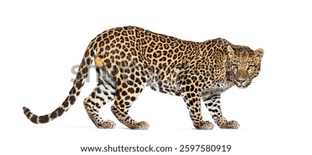 Back view of a Spotted leopard, Panthera pardus, walking and looking back at camera, isolated on white