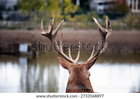 Back view of the stag's head and its large antlers 