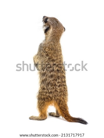 Back view of a Suricate on hind legs, Suricata suricatta, isolated on wihte