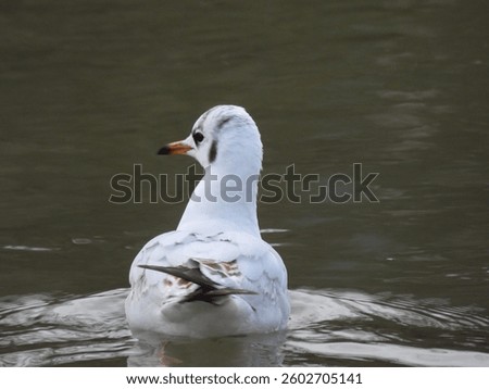Back view of swimming seagull 
