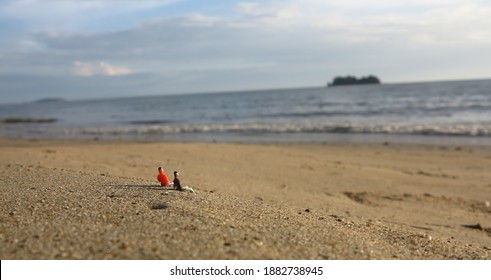 Back view, two men looking at the sea on the beach, concept of relaxation, life insurance concept and retirement life concept.