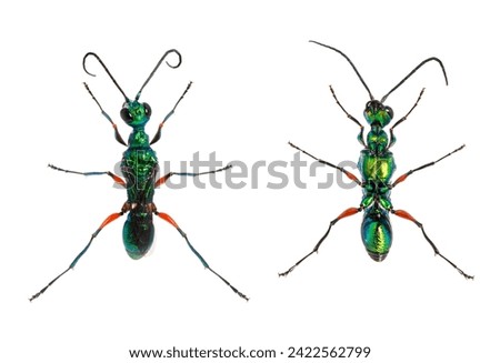 Back view and ventral view of a Emerald cockroach wasp, Ampulex compressa, isolated on white