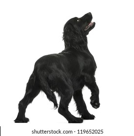 Back View Of A Working Cocker Spaniel Looking Up Against White Background