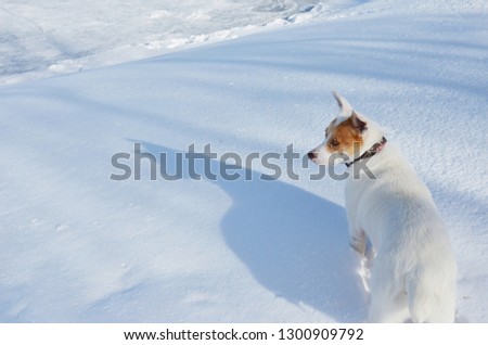 Similar – playball Dog Snow Snowfall