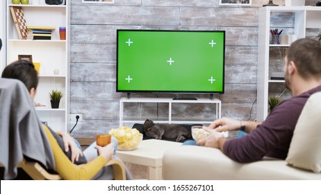 Back View Of Young Couple Sitting On Chair Eating Popcorn , Watching Tv With Green Screen And Their Cat Licking Her Fur.