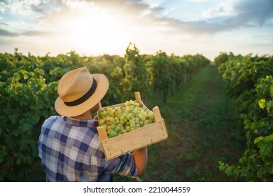 Back view a young farmer man holding box of grapes . Agronomist worker stands in vineyards. - Powered by Shutterstock