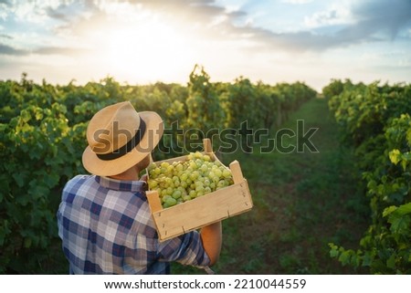 Back view a young farmer man holding box of grapes . Agronomist worker stands in vineyards.