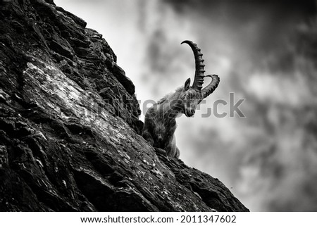 Back and white art photo. Alpine Ibex, animal in nature rock habitat, France. Ibex silhouette with dark evening clouds in the Alps. Mountain landscape with mammal.