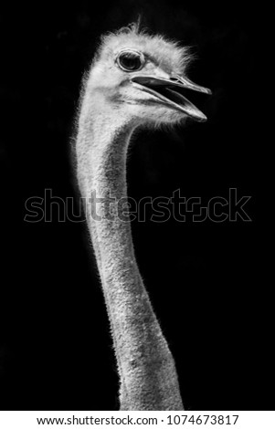 Back and white  bird ostrich