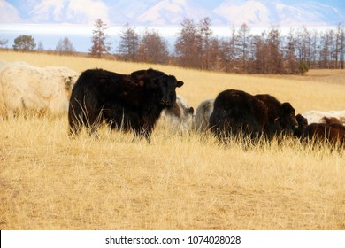 Back And White Fur Cow Heard Eating On Golden Field And Black Cow Was Looking Back.