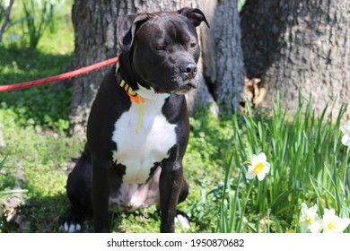 422 Pitbull back Stock Photos, Images & Photography | Shutterstock