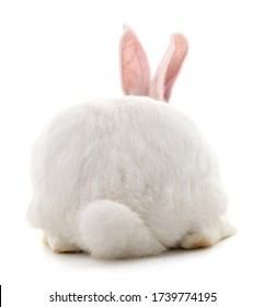 The Back Of A White Rabbit Isolated On A White Background.