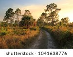 Backcountry Trail in the Bear Island Unit of Big Cypress National Preserve, Florida Everglades