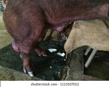 Backcrossing Swine. Boar And Swine. Concept Of Swine Husbandry.