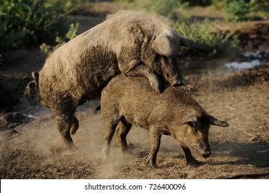 Backcrossing Swine. Boar And Swine.  Concept Of  Swine Husbandry.