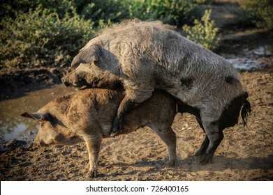 Backcrossing Swine. Boar And Swine.  Concept Of  Swine Husbandry.