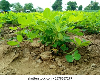 Backdrop All Encompassing Nature Of The Climate, Green Fields And Encompassed By Mountains, Obscured Winds, The Control Of Mature