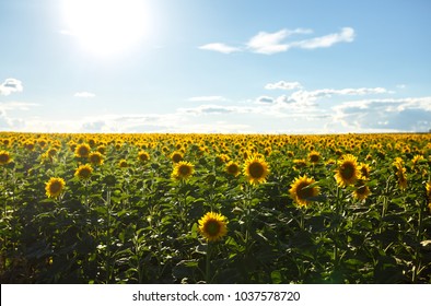 Backdrop Of The Beautiful Sunflowers Garden. Field Of Blooming Sunflowers On A Background Sunset. The Best View Of Sunflower In bloom. Organic And Natural Flower Background.Agricultural On Sunny Day.