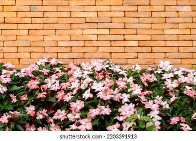 The backdrop of Brick wall with pink - white flower on the bottom for architecture and nature combination background story.