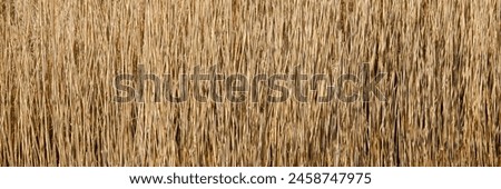 Backdrop of brown common reed