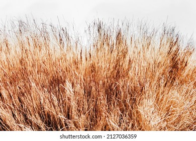 Backdrop Close-up Photo Texture Of Brown Colored Animal Hair Edge Fur Material.