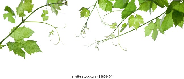 Backdrop Of Grape Or Vine Leaves Isolated On White Background.