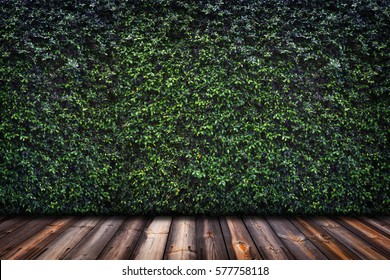Backdrop of green leaves wall with wood floor.