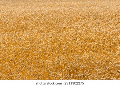 Backdrop of the ripe wheat. Agricultural concept - Shutterstock ID 2311302275