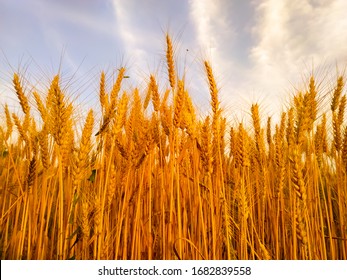 backdrop of ripening ears of yellow wheat field on the sunset cloudy orange sky background. Copy space of the setting sun rays on horizon in rural meadow Close up nature photo Idea of a rich harvest - Powered by Shutterstock